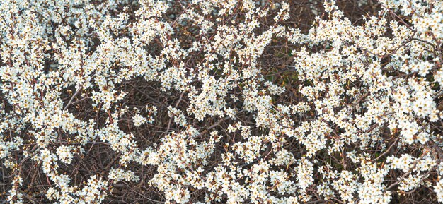 Rami di cespugli fioriti. Sfondo primaverile. Messa a fuoco selettiva, vista panoramica.