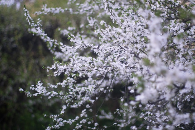 Rami di ciliegio in fiore con fiori bianchi su sfondo sfocato fuoco selettivo