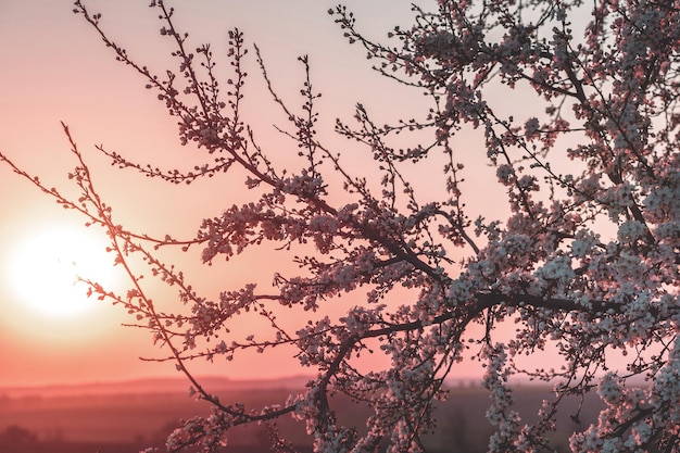 Rami di ciliegio in fiore in primavera su uno sfondo al tramonto