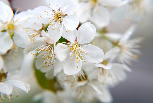 Rami di ciliegio in fiore in primavera