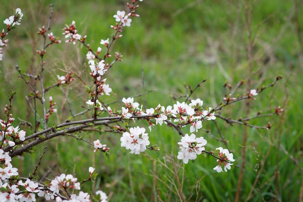 Rami di ciliegio in fiore in un frutteto primaverile con erba verde sullo sfondo.