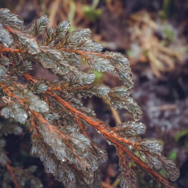 Rami di conifere congelati di un ginepro in inverno.