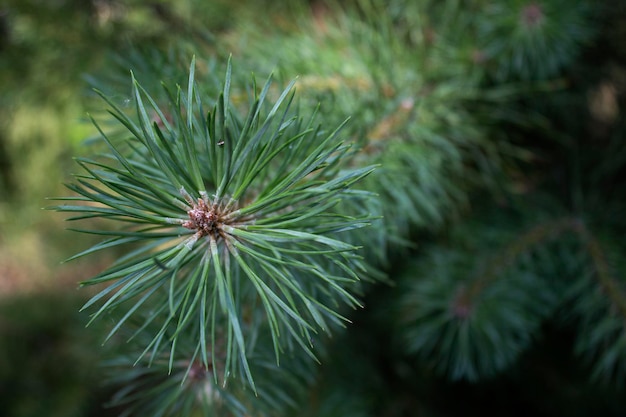 Rami di conifere e piccoli germogli albero sempreverde primo piano