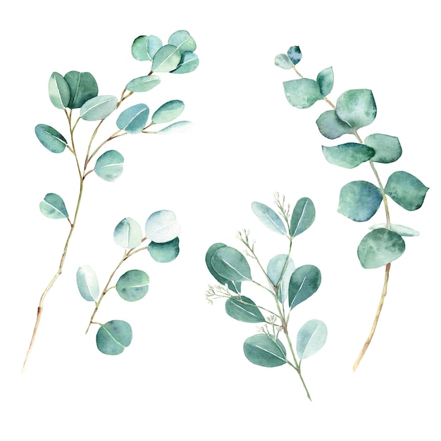 Rami di eucalipto dollaro d'argento vero blu e illustrazione botanica di eucalipto seminato isolato su