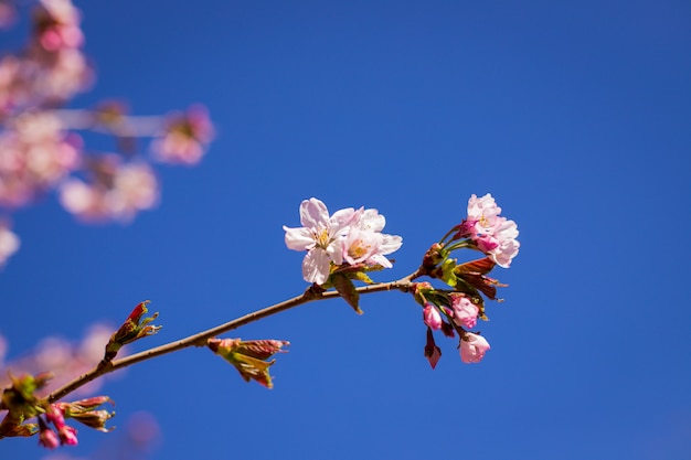 Rami di fiore Prugne contro il cielo blu. fiori di primavera