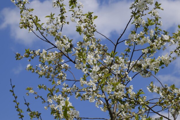 Rami di fiori di ciliegio Fioritura di alberi da frutto