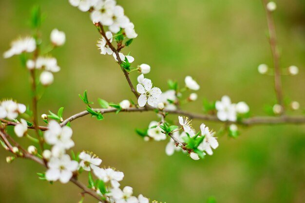 Rami di fiori di ciliegio in fiore per biglietti di auguri pasquali e primaverili con spazio per la copia Bellissimo sfondo floreale primaverile del concetto di natura primaverile