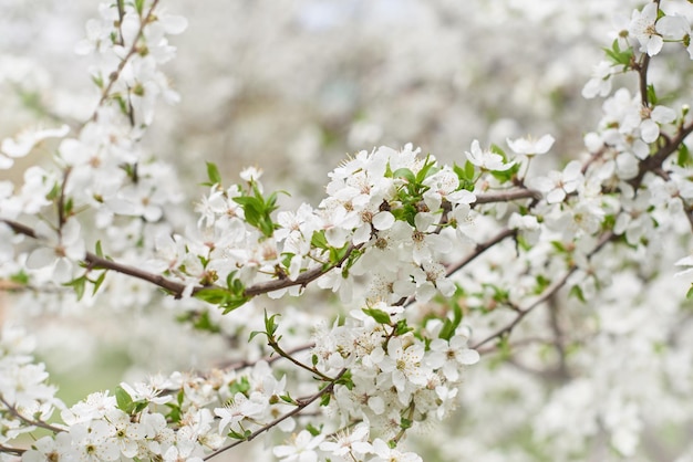 rami di fiori di ciliegio