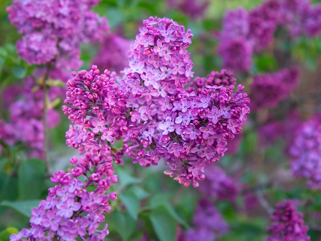 rami di fiori lilla con foglie verdi sfocate sullo sfondo.