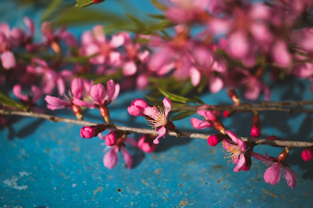 Rami di fioritura della primavera, fiori rosa su un blu