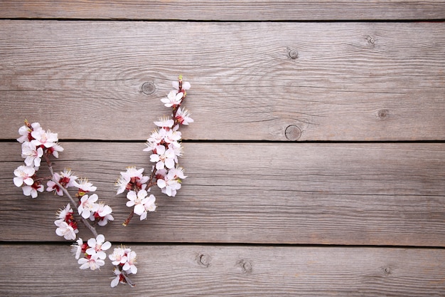 Rami di fioritura della primavera su fondo di legno grigio.