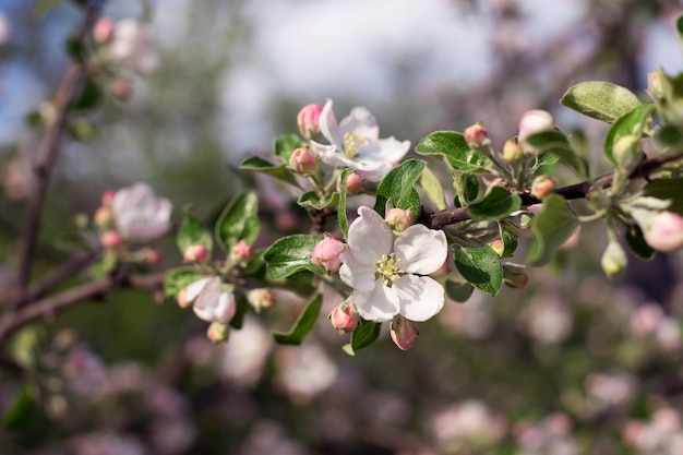 Rami di fioritura di melo in primavera