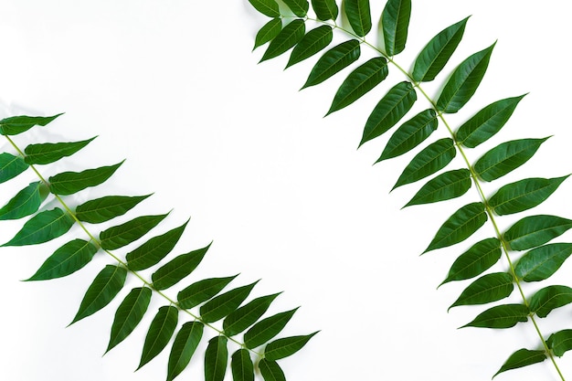 Rami di foglie verdi su sfondo bianco