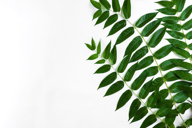 Rami di foglie verdi su sfondo bianco