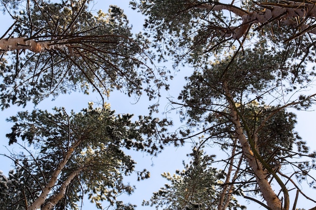 Rami di foresta di pino invernale in cime innevate degli alberi