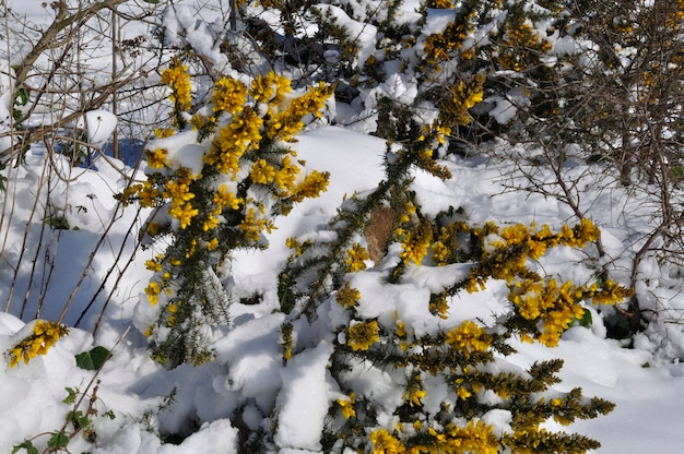 Rami di ginestra coperti di neve