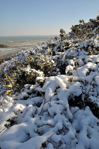 Rami di ginestra coperti di neve