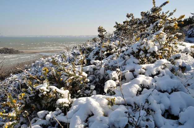 Rami di ginestra coperti di neve