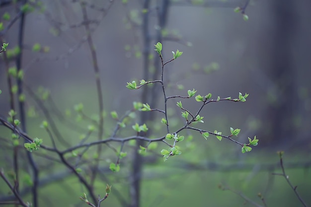 rami di giovani foglie verdi e boccioli, sfondo stagionale, aprile marzo paesaggio nella foresta