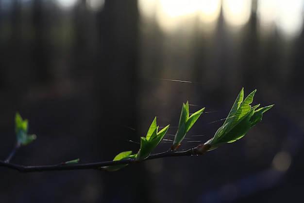 rami di giovani foglie verdi e boccioli, sfondo stagionale, aprile marzo paesaggio nella foresta