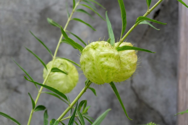 Rami di Gomphocarpus fruticosus con palline verdi con aria