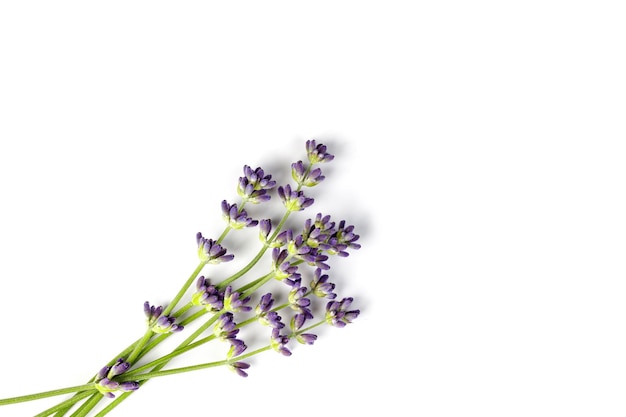 Rami di lavanda con fiori viola isolati su sfondo bianco Vista dall'alto Spazio di copia Lavanda