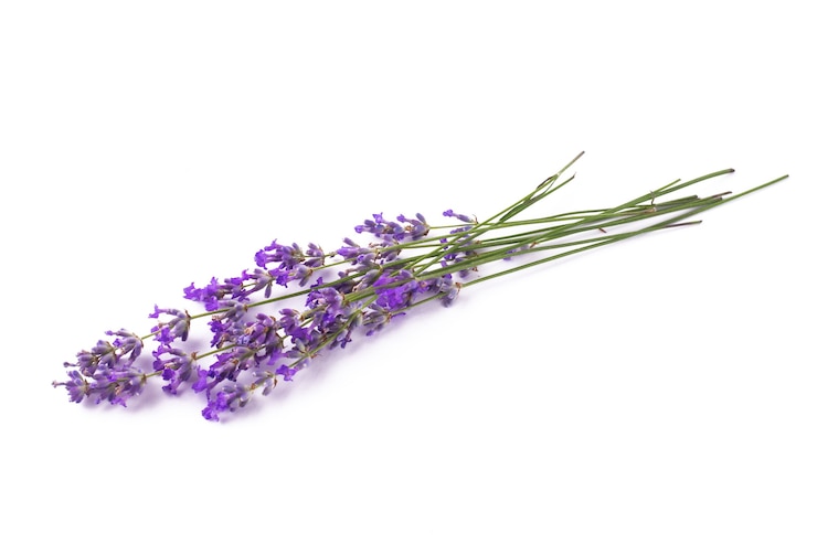 Foto rami di lavanda in fiore su uno sfondo bianco isolato.