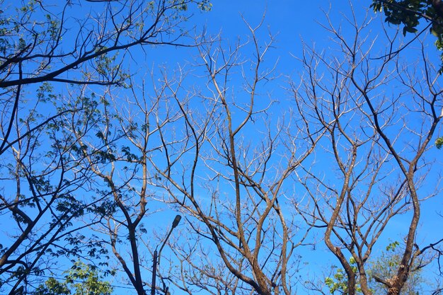 rami di legno e cielo blu