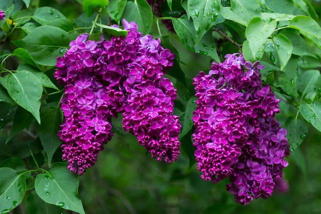 Rami di lillà in fiore. Gocce di pioggia sulle foglie verdi. Avvicinamento.