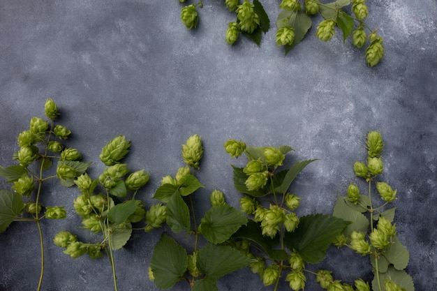 Rami di luppolo su sfondo grigio con spazio per il testo Il concetto di produzione di birra Poster