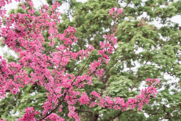 Rami di melo con fiori rosa