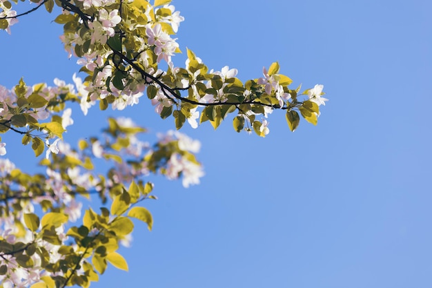 Rami di melo in fiore con fiori bianchi e foglie verdi su sfondo blu cielo