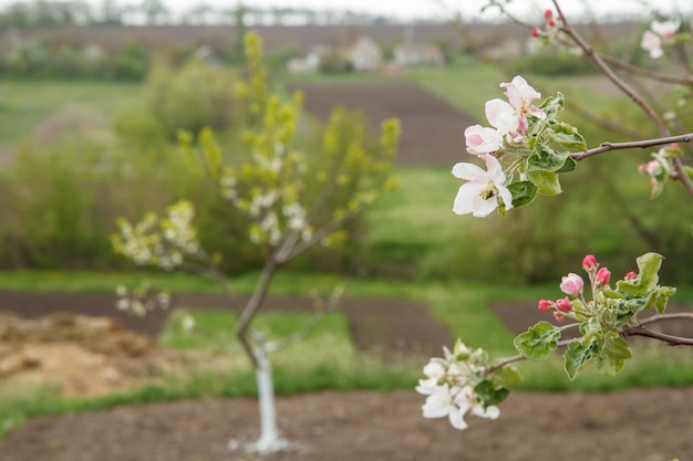 Rami di melo in fiore in un frutteto primaverile con case di campagna sfocate