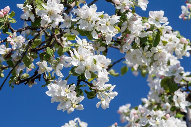 Rami di melo in fiore in un frutteto primaverile con cielo blu sullo sfondo.