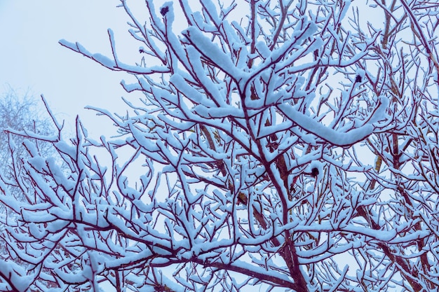 Rami di noce coperti di neve