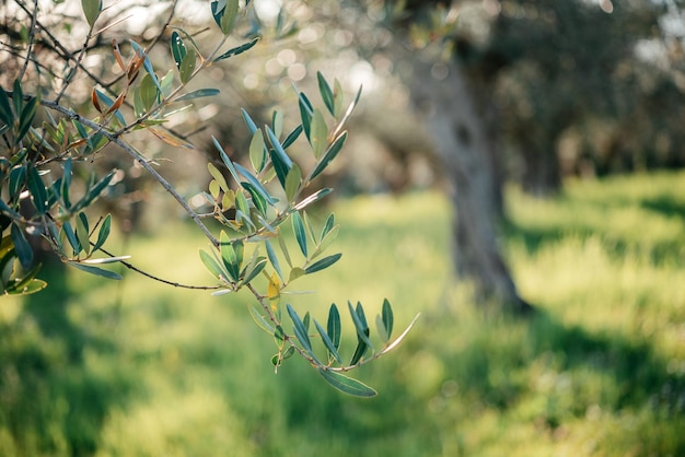 Rami di olivo con immagine di concetto di agricoltura mediterranea foglie verdi