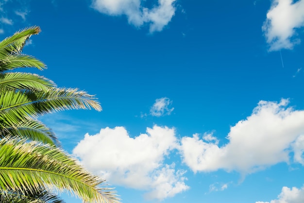 Rami di palma sotto un cielo blu con nuvole