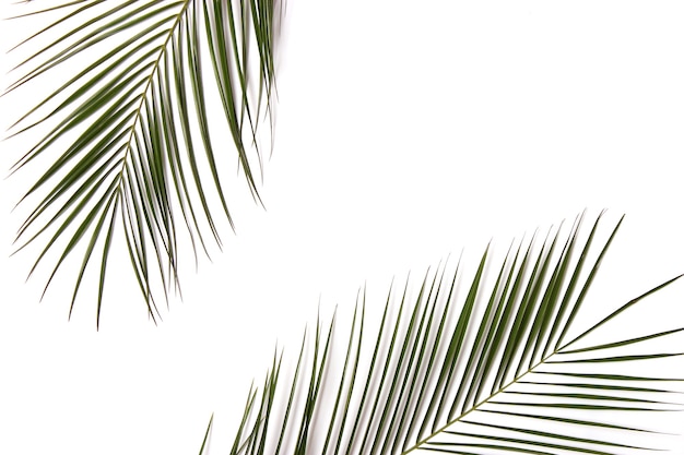 Rami di palma su uno sfondo colorato vista dall'alto con posto per il testo