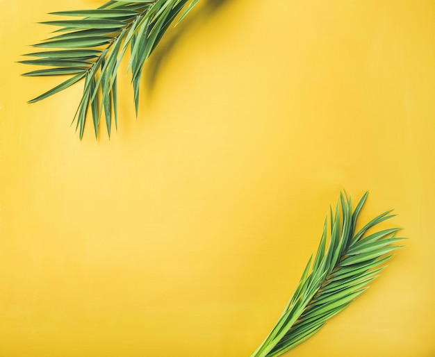 Rami di palma verdi su sfondo giallo