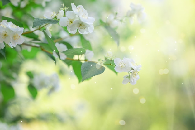 Rami di piante da fiore in fiore su naturale