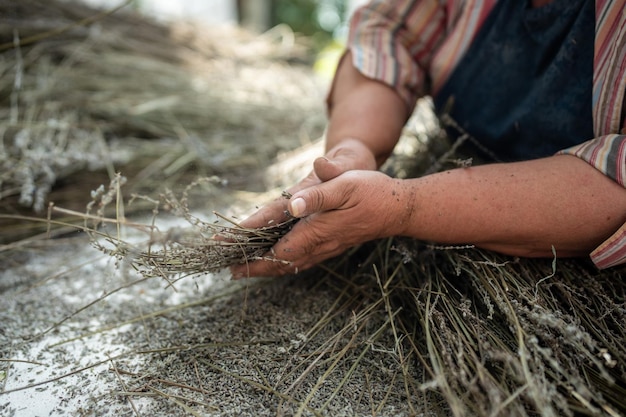 Rami di piante di lavanda asciutte in mani di agricoltore donna in fattoria utilizzate in prodotti aromatici culinari