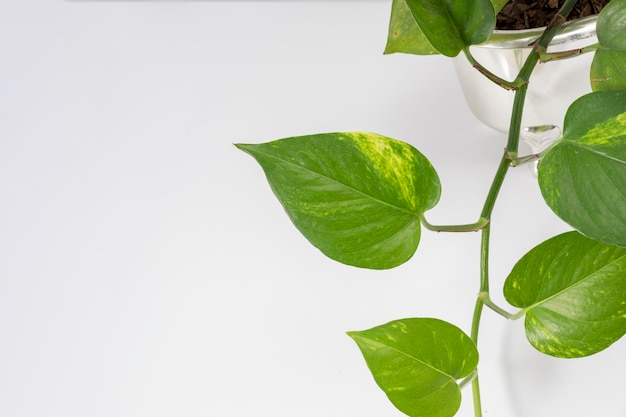 Rami di piante di Pothos con sfondo bianco e spazio per la copia