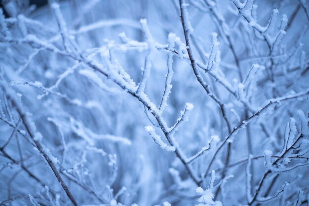 Rami di piante in inverno in brina e neve soft focus