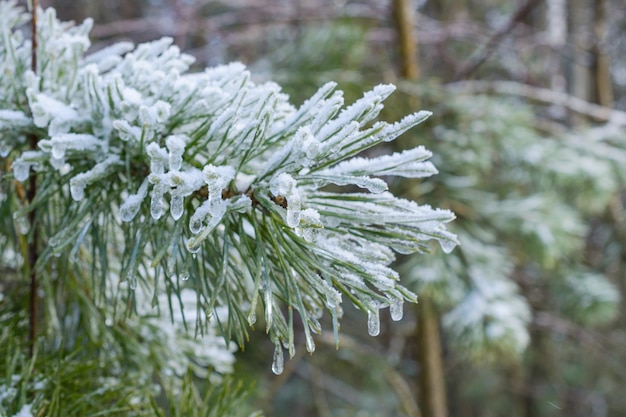 Rami di pino, aghi di pino ricoperti di brina. Inverno, sfondo astratto di Capodanno. Foresta invernale.