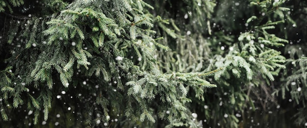 Rami di pino con fiocchi di neve