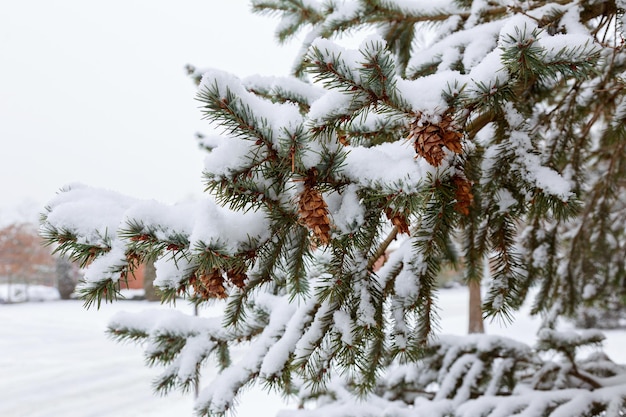 Rami di pino congelati nella neve