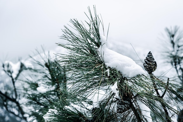 rami di pino coperti di neve
