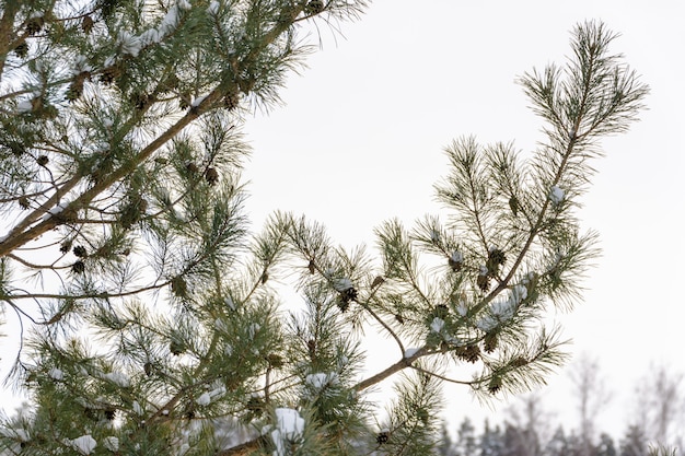 Rami di pino innevati con coni sullo sfondo di un paesaggio invernale. Albero di Natale.
