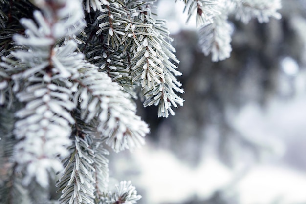 Rami di pino ricoperti di cristalli di brina Ramo di pino con lunghi aghi nel gelo. Albero di Natale con pino