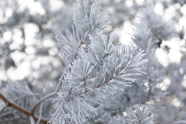 Rami di pino ricoperti di gelo in un primo piano gelido di una giornata